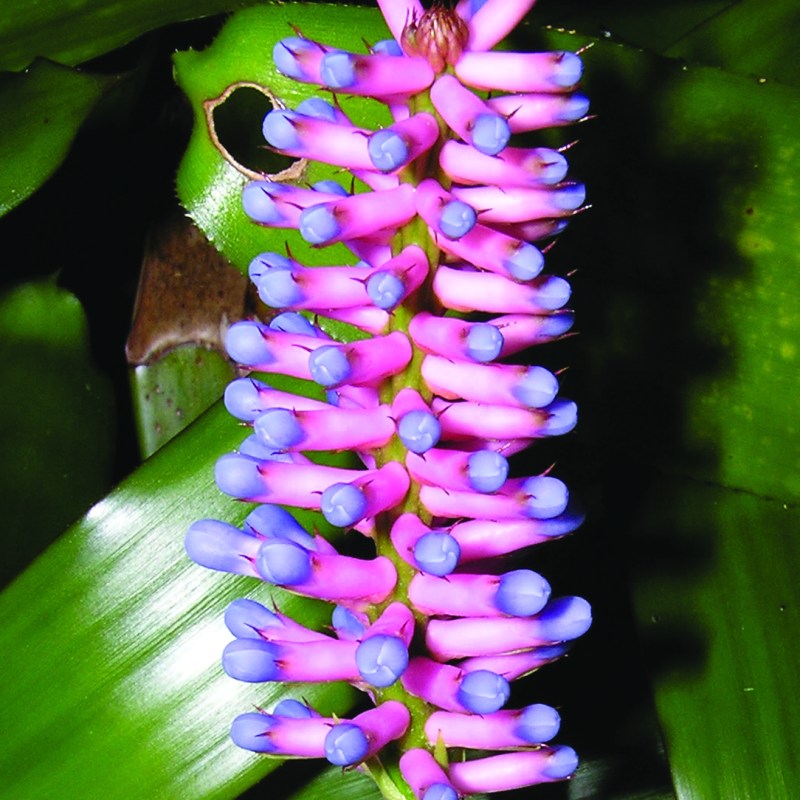 hawaii World Botanical Gardens