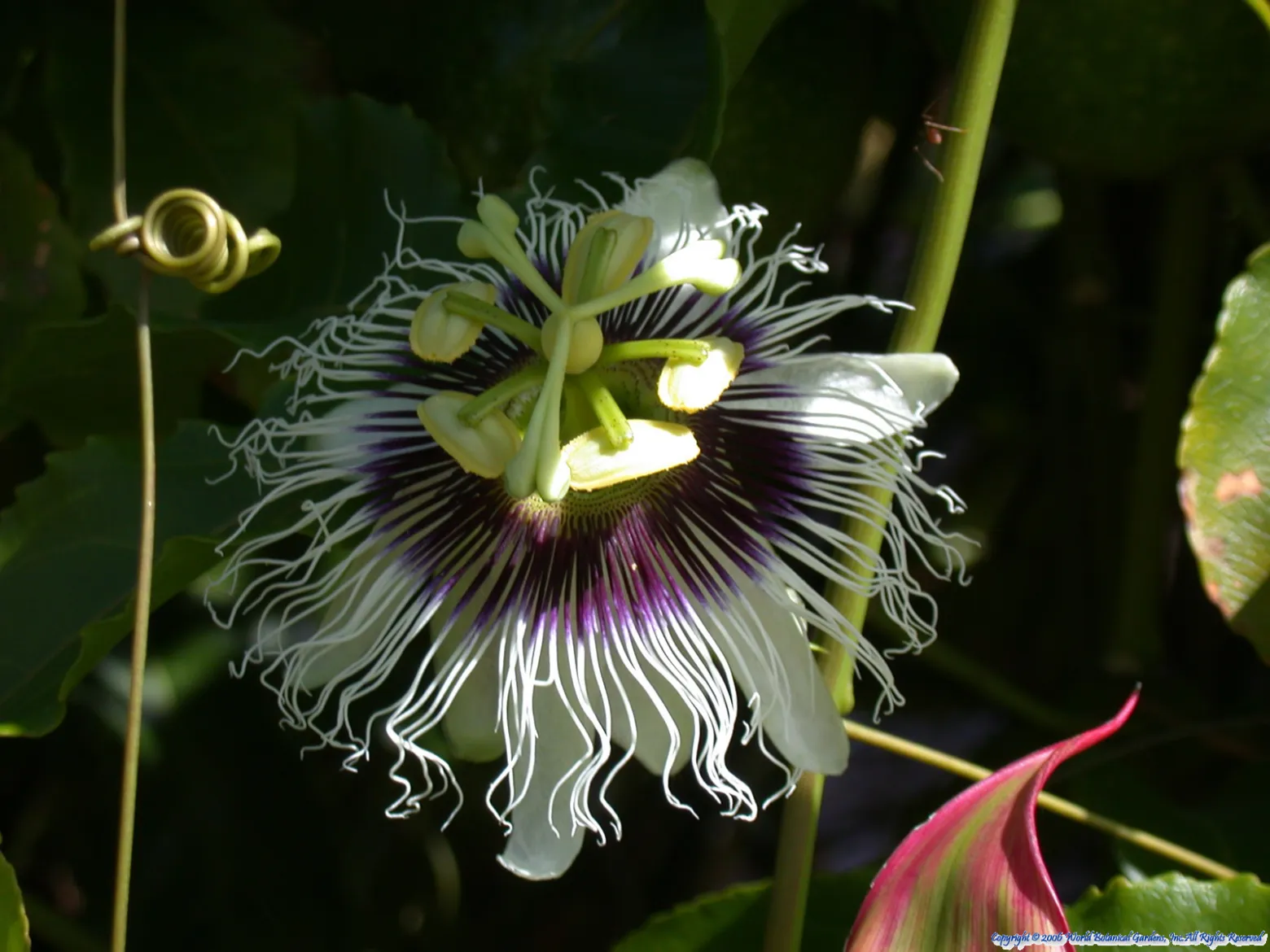 hawaii World Botanical Gardens