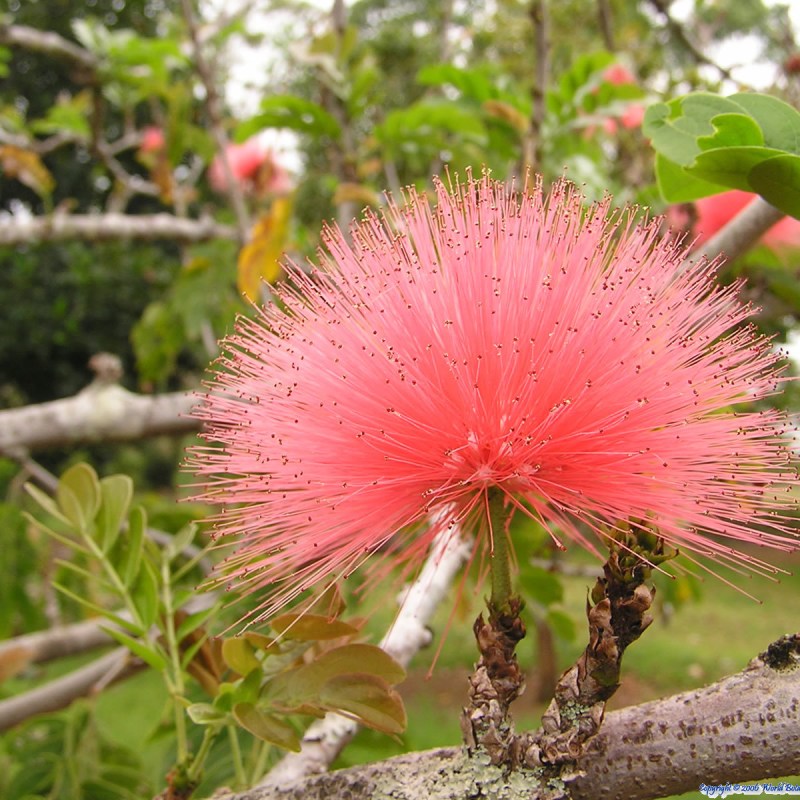 hawaii World Botanical Gardens