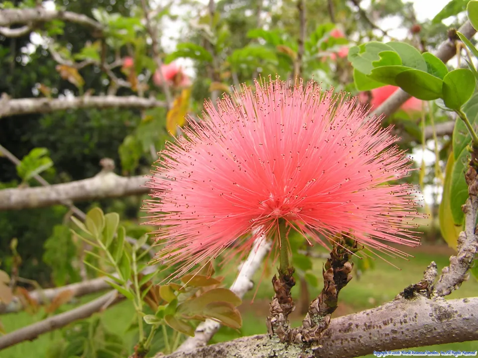 hawaii World Botanical Gardens