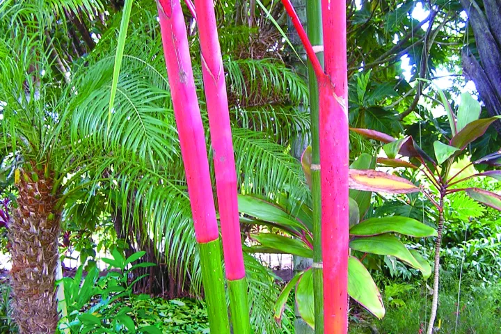 hawaii World Botanical Gardens