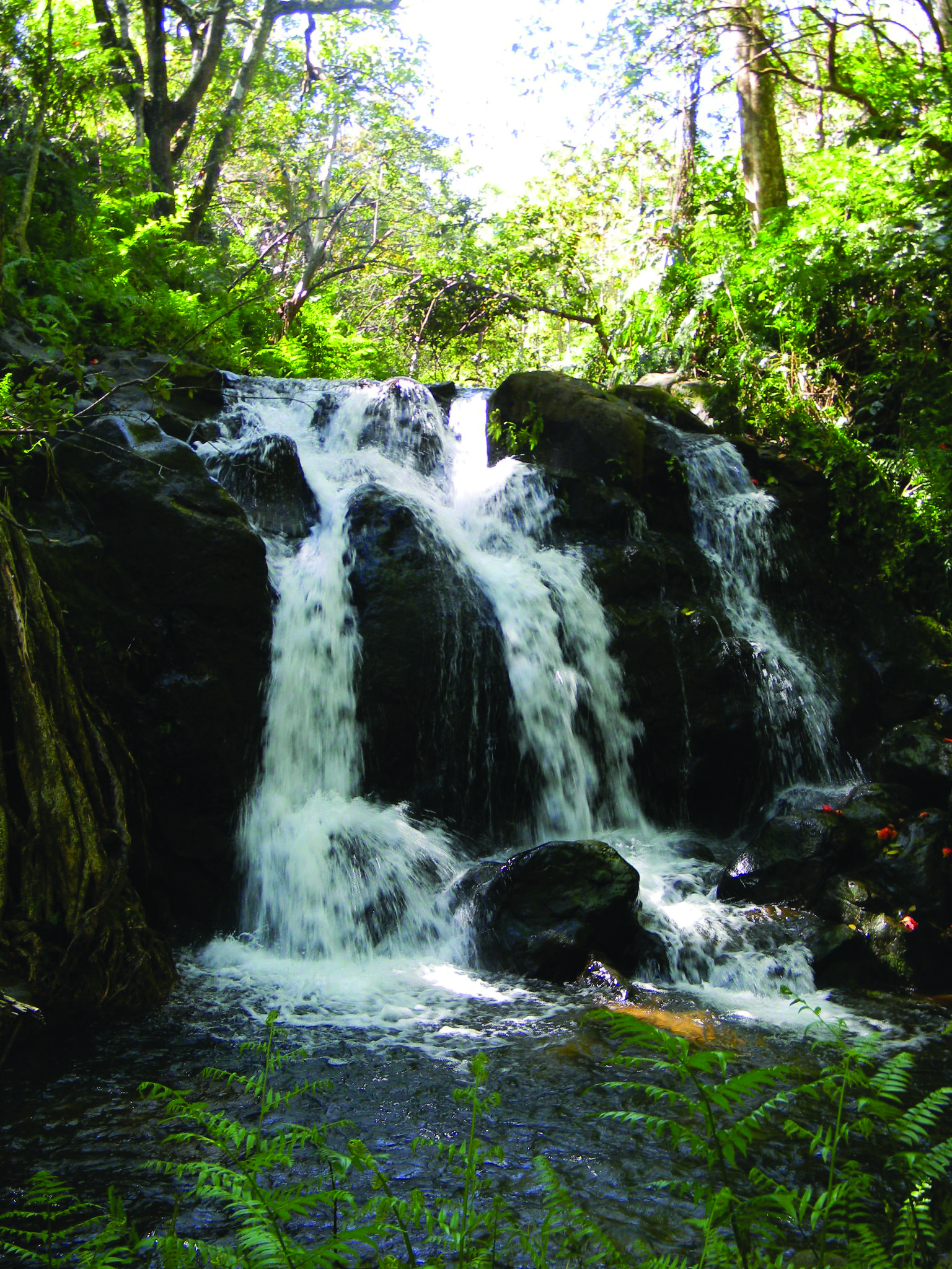 Botanical World Adventures | Big Island Zipline & Gardens