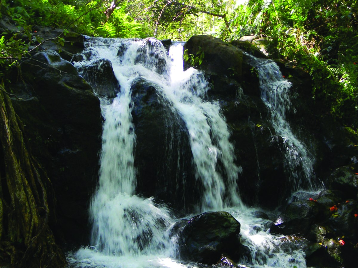 Botanical World Adventures | Big Island Zipline Tours & Gardens