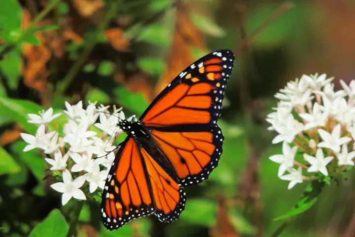 hawaii World Botanical Gardens