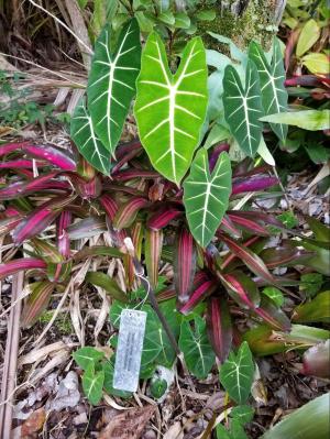 a green plant in a garden