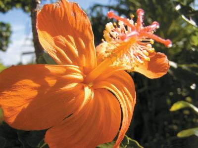 a person holding a flower