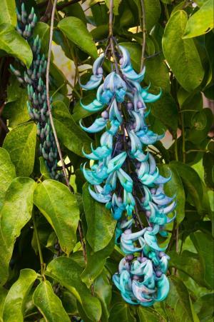 a group of stuffed animals hanging from a tree