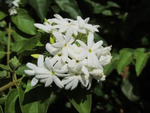 a close up of a flower
