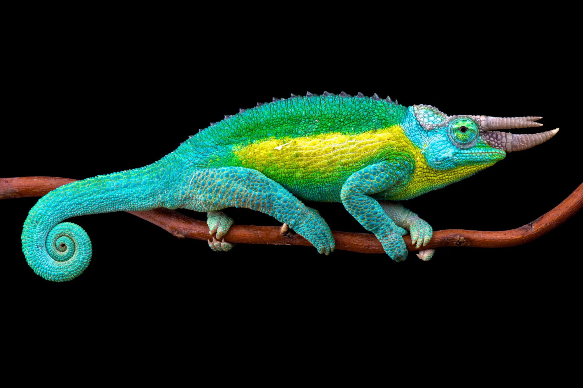 Jackson’s chameleon (Trioceros jacksonii jacksonii) Jackson’s chameleon (Trioceros jacksonii jacksonii)