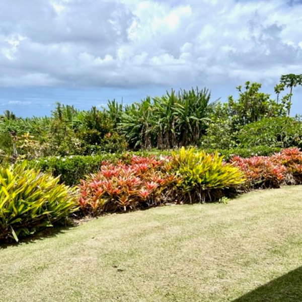 a close up of a flower garden