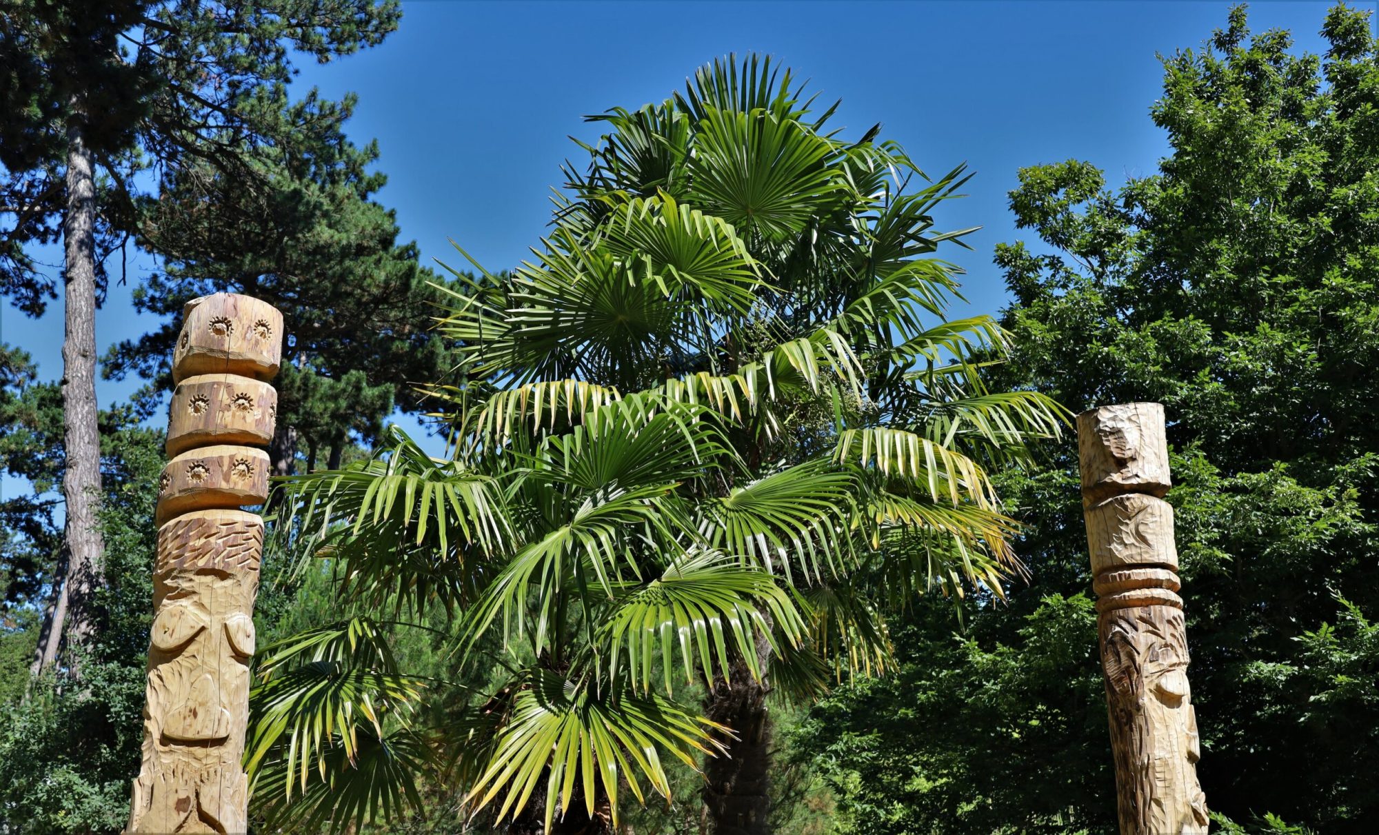 preserving-traditions a group of palm trees next to a tree