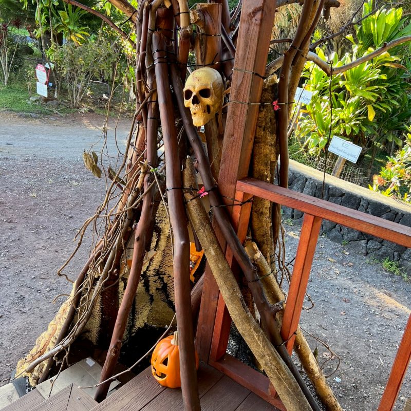 a close up of a tree