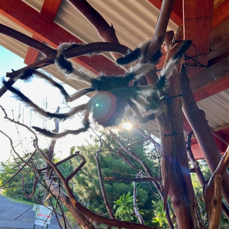 a close up of a tree