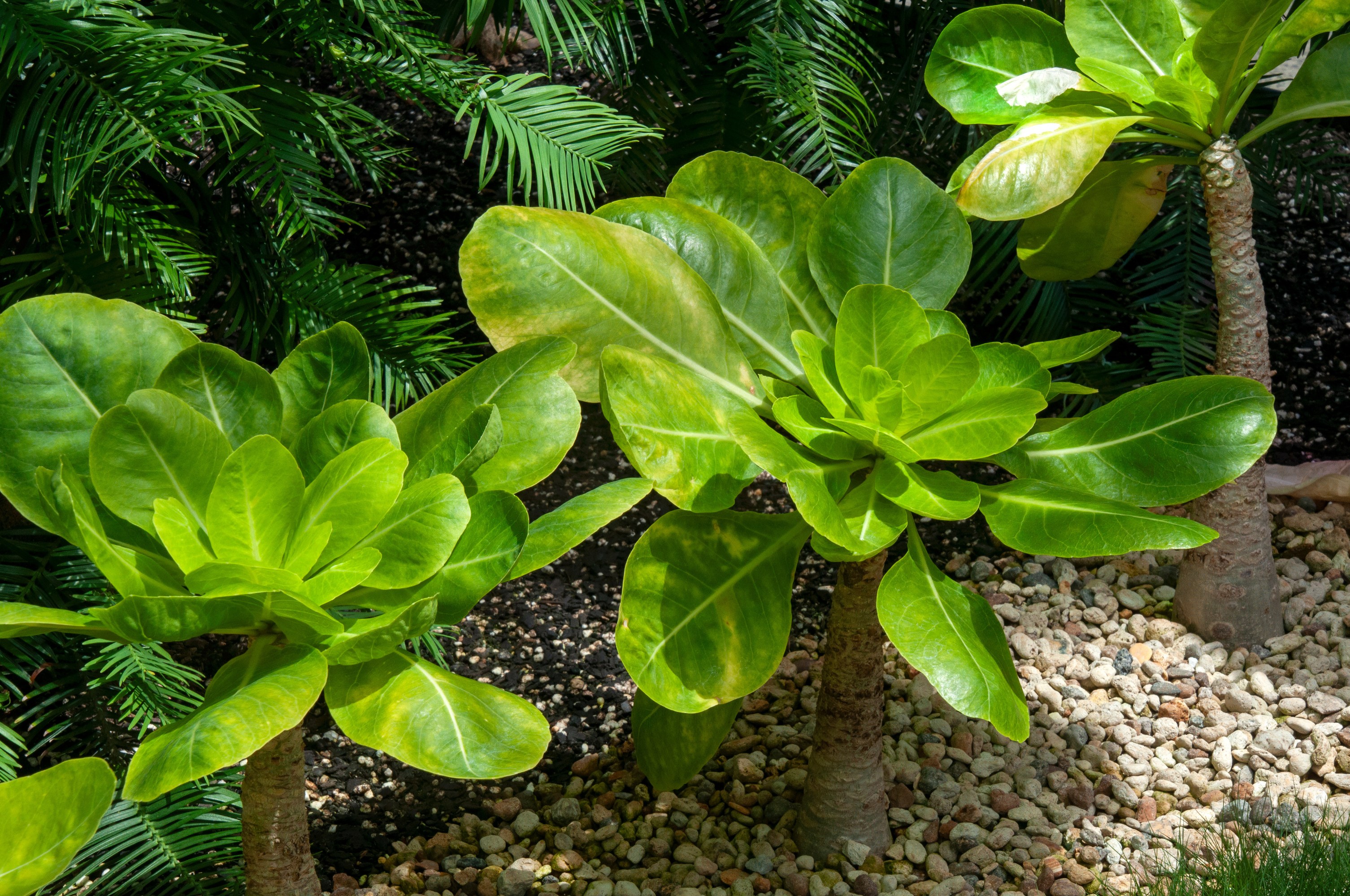 Rare Hawaiian plants