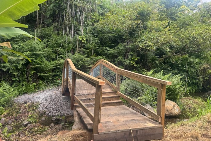 Small wooden bridge with wire railings in a lush, green forest setting.