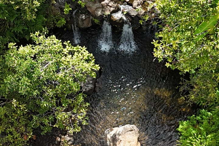 A small waterfall flowing into a pond surrounded by lush green foliage.