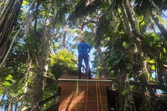 Person on wooden platform in jungle with ropes hanging down, surrounded by dense foliage.